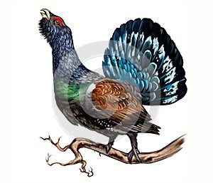 Western Capercaillie Tetrao urogallus photo