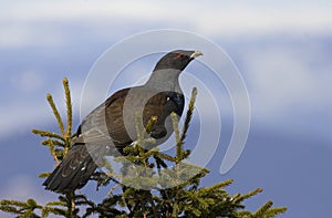 Western Capercaillie - Tetrao urogallus, Ceahlau Mountains.