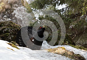 Western Capercaillie (Tetrao urogallus) photo