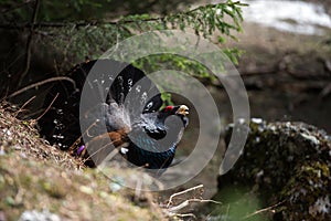 Western Capercaillie (Tetrao urogallus) photo