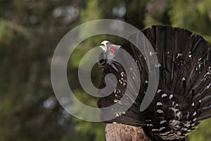 Western Capercaillie (Tetrao urogallus) in mating