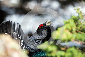 Western Capercaillie (Tetrao urogallus) in mating