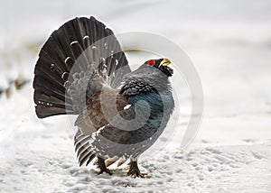 Western capercaillie wood grouse