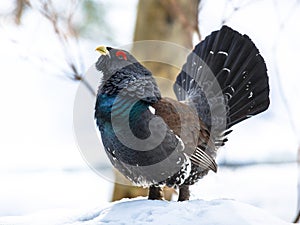 Western capercaillie wood grouse on display photo