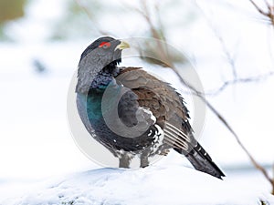 Western capercaillie wood grouse looking photo