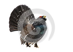 Western capercaillie wood grouse on white background photo