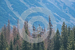 Western carpathian mountain panorama in clear day - vintage retro look