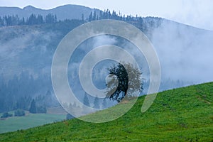 Misty morning view in wet mountain area in slovakian tatra. autumn colored forests