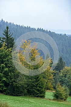 Hmlisté ranné zobrazenie v mokrej horskej oblasti v slovenských Tatrách. jesenné farebné lesy