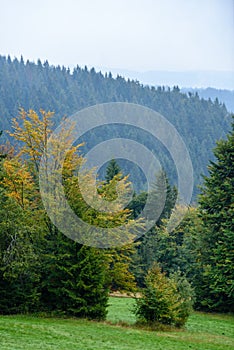 Misty morning view in wet mountain area in slovakian tatra. autumn colored forests
