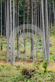 Misty morning view in wet mountain area in slovakian tatra. autumn colored forests