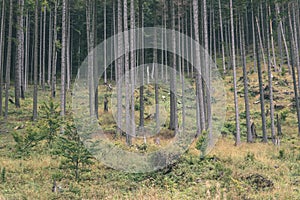 Misty morning view in wet mountain area in slovakian tatra. autumn colored forests - vintage film look