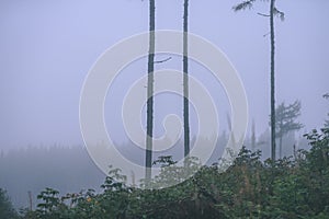 Misty morning view in wet mountain area in slovakian tatra. autumn colored forests - vintage film look