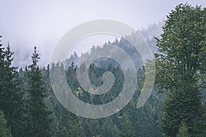 Misty morning view in wet mountain area in slovakian tatra. autumn colored forests - vintage film look