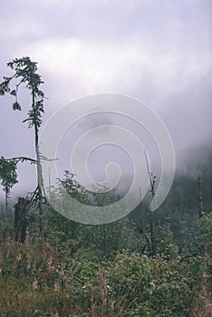 Hmlisté ranné zobrazenie v mokrej horskej oblasti v slovenských Tatrách. jesenné farebné lesy - vzhľad vintage filmu