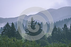 Misty morning view in wet mountain area in slovakian tatra. autumn colored forests - vintage film look