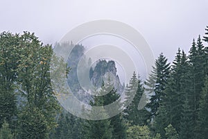 Misty morning view in wet mountain area in slovakian tatra. autumn colored forests - vintage film look