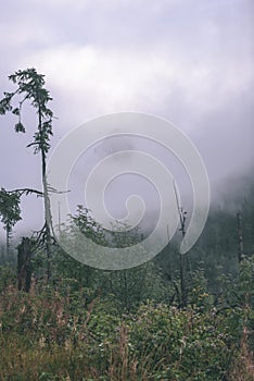 Misty morning view in wet mountain area in slovakian tatra. autumn colored forests - vintage film look