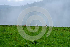 Hmlisté ranné zobrazenie v mokrej horskej oblasti v slovenských Tatrách. jeleň