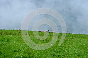 Mlhavé ráno pohled v mokré horské oblasti ve slovenských Tatrách. jelen