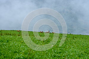 Misty morning view in wet mountain area in slovakian tatra. deer