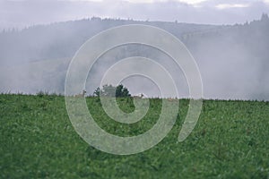 Mlhavé ráno pohled v mokré horské oblasti ve slovenských Tatrách. jelen