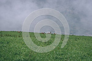 Misty morning view in wet mountain area in slovakian tatra. deer