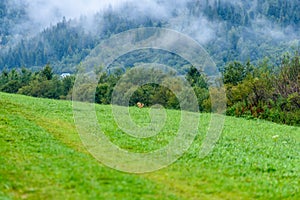 Misty morning view in wet mountain area in slovakian tatra