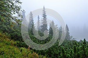 Misty morning view in wet mountain area in slovakian tatra