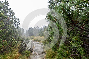 Misty morning view in wet mountain area in slovakian tatra