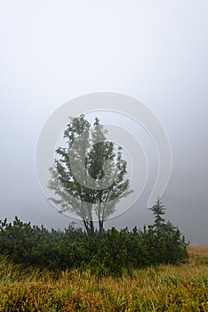 Misty morning view in wet mountain area in slovakian tatra