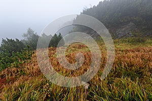 Misty morning view in wet mountain area in slovakian tatra