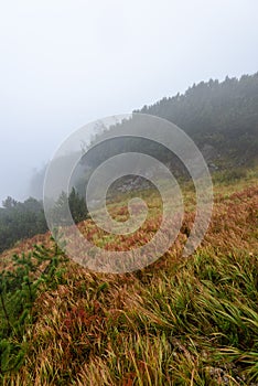 Misty morning view in wet mountain area in slovakian tatra