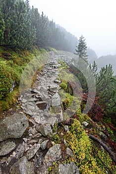 Misty morning view in wet mountain area in slovakian tatra. tour