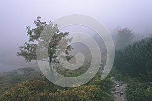 Misty morning view in wet mountain area in slovakian tatra. tour