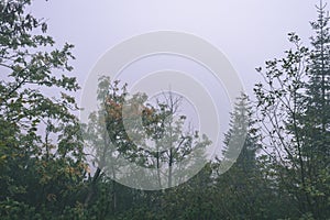 Misty morning view in wet mountain area in slovakian tatra - vintage film look