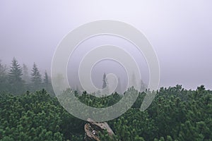 Misty morning view in wet mountain area in slovakian tatra - vintage film look