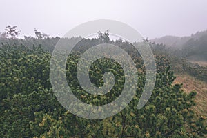 Misty morning view in wet mountain area in slovakian tatra - vintage film look