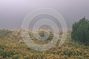 Misty morning view in wet mountain area in slovakian tatra - vintage film look