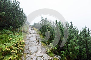 Mountain tourist trail in autumn covered in mist