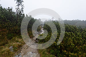 Mountain tourist trail in autumn covered in mist