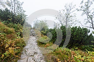 Mountain tourist trail in autumn covered in mist