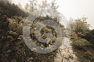 Mountain tourist trail in autumn covered in mist - soft vintage