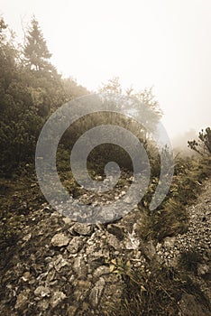 Mountain tourist trail in autumn covered in mist - soft vintage