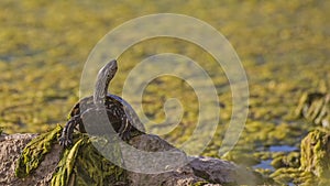 Western Caspian Turtle
