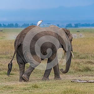 Western cattle egret on the back on an elephant