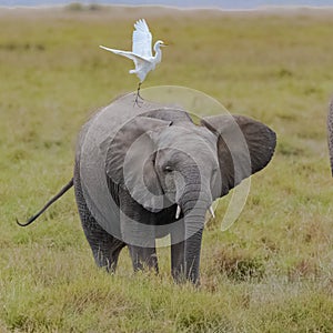 Western cattle egret on the back on an elephant
