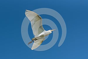 Western Cattle Egret, bird