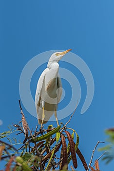 Western Cattle Egret, bird