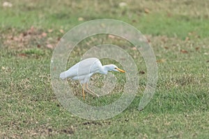 Western Cattle Egret, bird